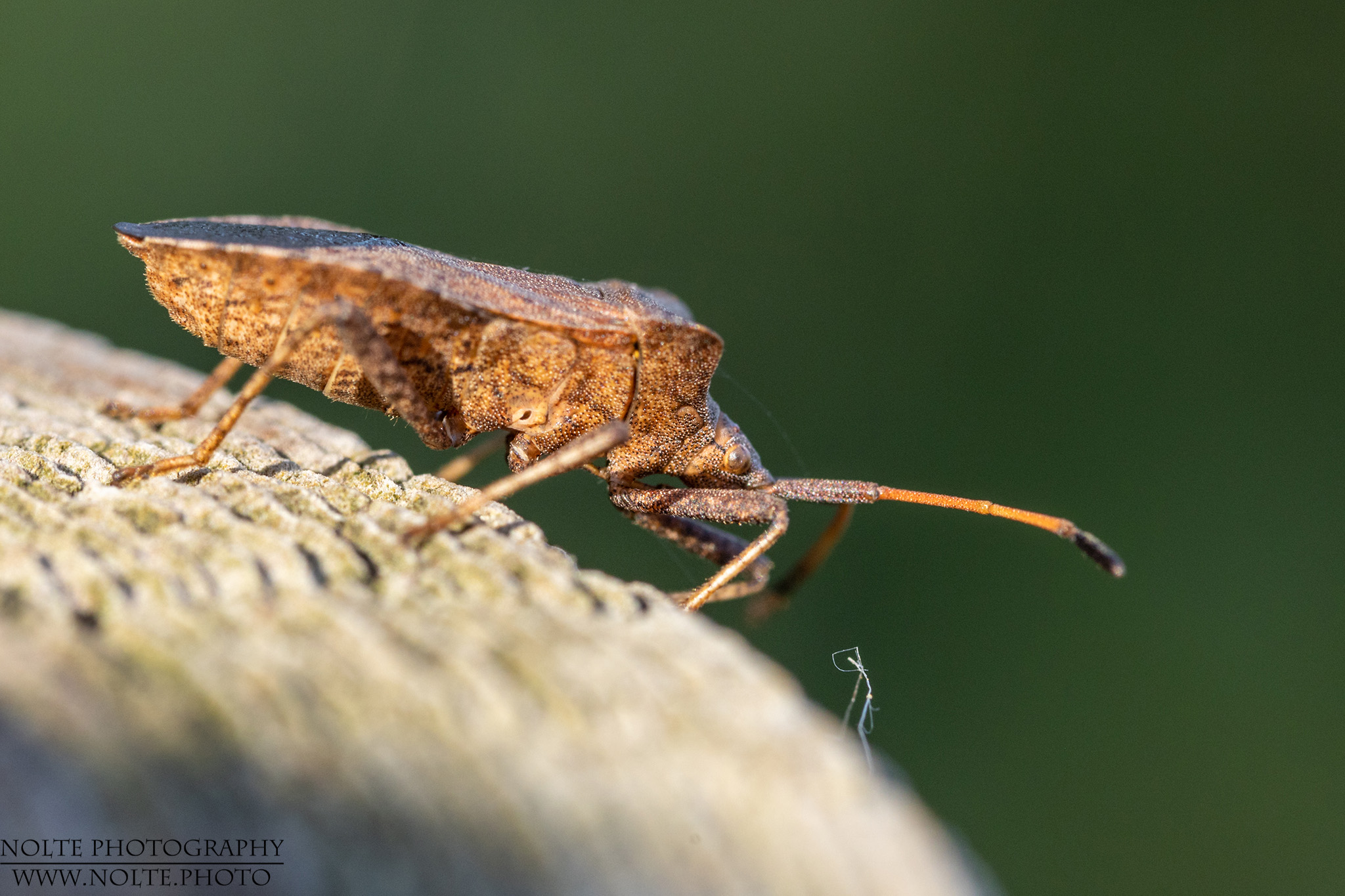 Lederwanze (Coreus marginatus) im Sonnenlicht
